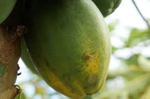 uploads/images/pest/papaya fruit fly.jpg